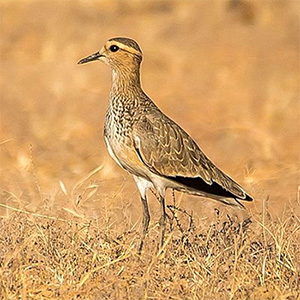 Sociable Lapwing